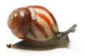 Achatina balteata infrafusca Congo juvenil